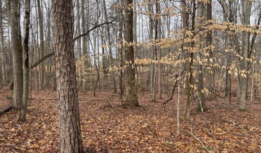 Photo #9 of Snow Hill Road, Alton, VA 31.7 acres