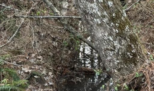 Photo #14 of Piney Mountain Road, Appomattox, VA 23.2 acres