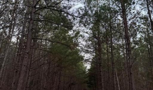 Photo #7 of Piney Mountain Road, Appomattox, VA 23.2 acres