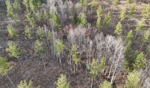 Photo #10 of Amelia Springs, Jetersville, VA 10.0 acres