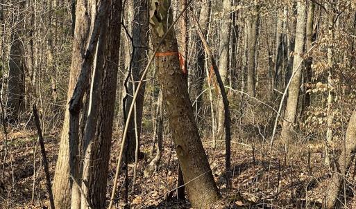 Photo #3 of 8.2AC Planterville Road, Drakes Branch, VA 8.2 acres