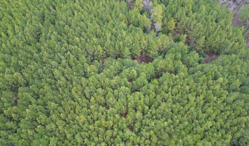 Photo #5 of Harristown Road, Warrenton, NC 33.0 acres