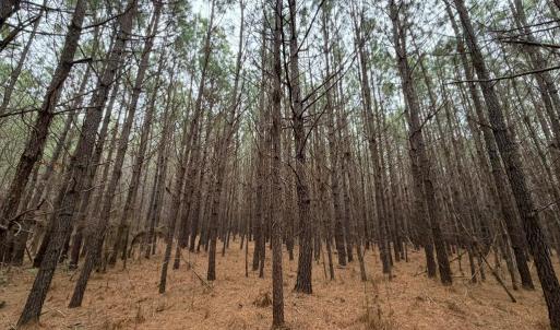 Photo #6 of Harristown Road, Warrenton, NC 33.0 acres