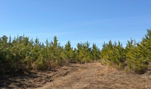 Photo #6 of St. Johns Church Road, Kenbridge, VA 46.6 acres