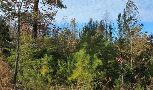 Photo #5 of Patrick Henry Hwy, Amelia, VA 13.2 acres