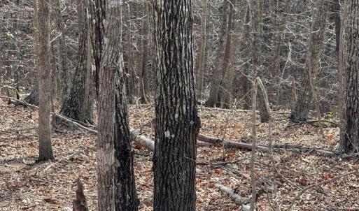 Photo #10 of Lime Plant Road, Appomattox, VA 16.7 acres