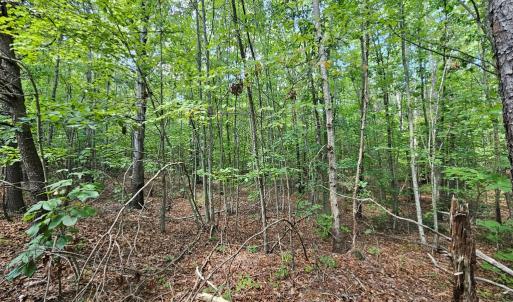 Photo #11 of 60 West James Anderson Hwy, Gladstone, VA 100.0 acres