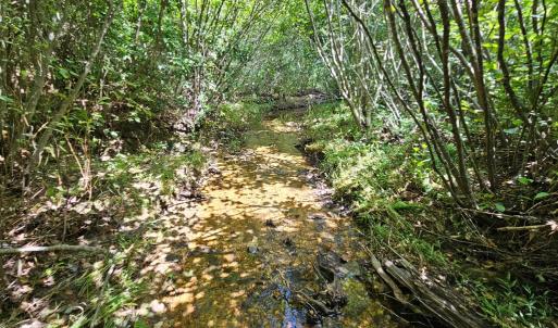 Photo #13 of 60 West James Anderson Hwy, Gladstone, VA 100.0 acres