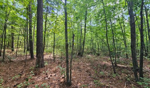 easy walking woods