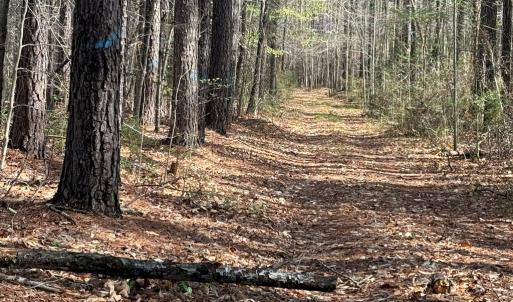 Photo #10 of Parsons Road, Ashland, VA 31.1 acres