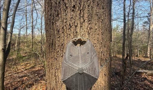 Photo #12 of Parsons Road, Ashland, VA 31.1 acres