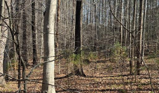Photo #13 of Parsons Road, Ashland, VA 31.1 acres