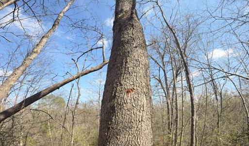 Photo #18 of Parsons Road, Ashland, VA 31.1 acres