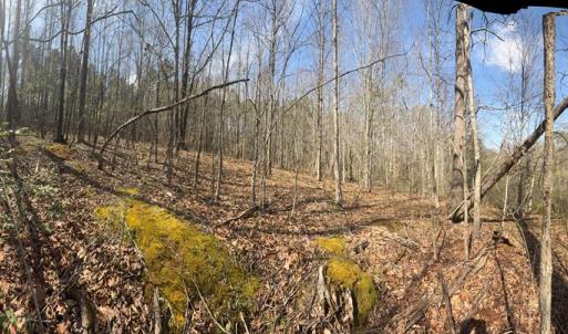 Photo #19 of Parsons Road, Ashland, VA 31.1 acres