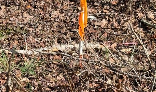 Photo #8 of Parsons Road, Ashland, VA 31.1 acres