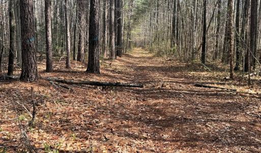 Photo #9 of Parsons Road, Ashland, VA 31.1 acres