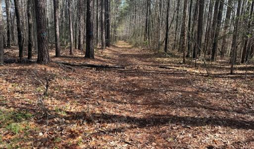 Photo #4 of Parsons Road, Ashland, VA 31.1 acres