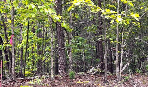 Photo #2 of Old Tower Hill Rd, Dillwyn, VA 2.0 acres