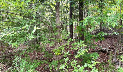 Photo #6 of Old Tower Hill Rd, Dillwyn, VA 2.0 acres