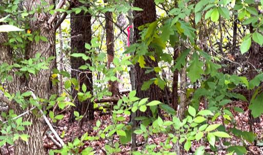 Photo #7 of Old Tower Hill Rd, Dillwyn, VA 2.0 acres