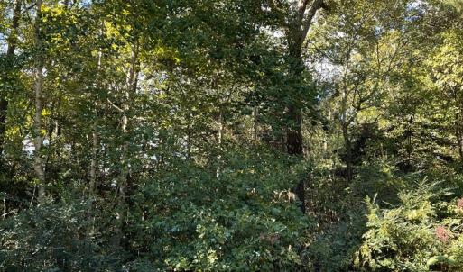 Photo #3 of Lot 22 SANDPIPER LANE, ATLANTIC, VA 1.5 acres