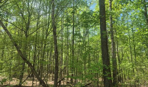 Photo #2 of Greenfield Drive, Gladstone, VA 60.3 acres