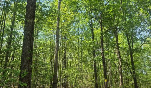 Photo #4 of Greenfield Drive, Gladstone, VA 60.3 acres