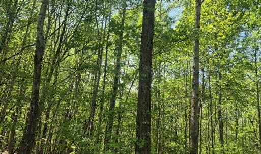 Photo #5 of Greenfield Drive, Gladstone, VA 60.3 acres