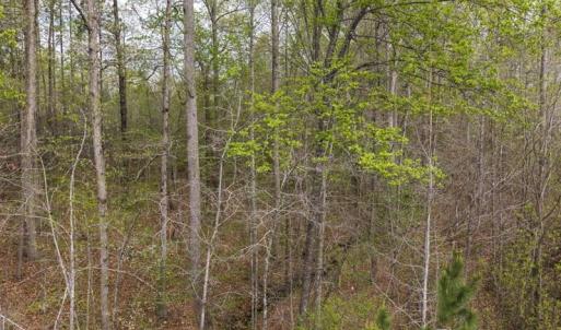 Photo #19 of Cutbanks Road, Pamplin, VA 75.0 acres