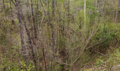 Photo #21 of Cutbanks Road, Pamplin, VA 75.0 acres