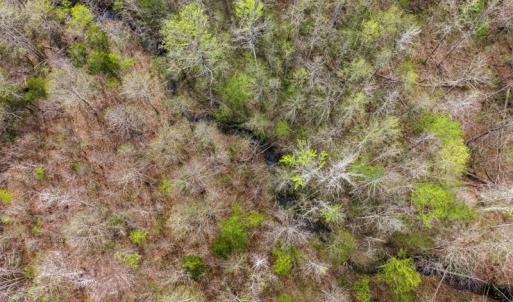 Photo #39 of Cutbanks Road, Pamplin, VA 75.0 acres