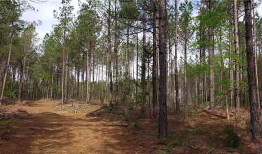 Photo #10 of Winningham Rd, Crewe, VA 75.5 acres