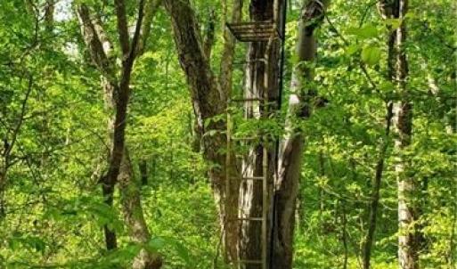 Photo #12 of Winningham Rd, Crewe, VA 75.5 acres