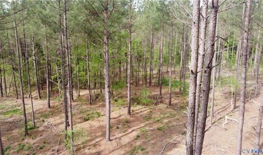 Photo #7 of Winningham Rd, Crewe, VA 75.5 acres