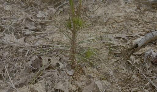 Photo #5 of Red Bank Rd, Virgilina, VA 25.3 acres