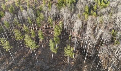 Photo #10 of Amelia Springs, Jetersville, VA 20.0 acres