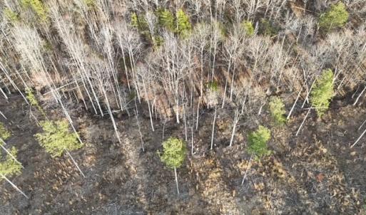 Photo #11 of Amelia Springs, Jetersville, VA 20.0 acres