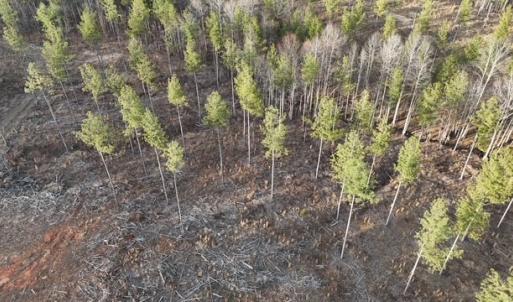 Photo #4 of Amelia Springs, Jetersville, VA 20.0 acres