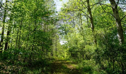 Photo #16 of Old Well Road, Spencer, VA 47.7 acres
