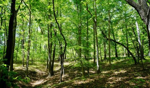 Photo #19 of Old Well Road, Spencer, VA 47.7 acres