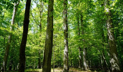 Photo #21 of Old Well Road, Spencer, VA 47.7 acres