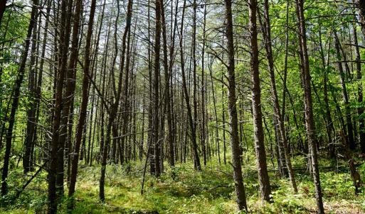 Photo #28 of Old Well Road, Spencer, VA 47.7 acres