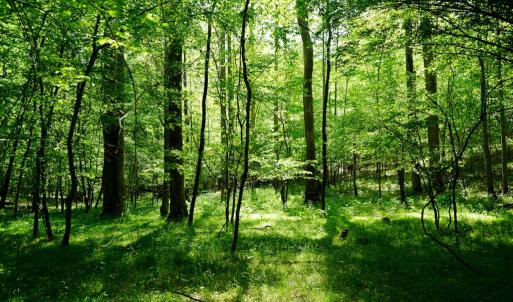 Photo #34 of Old Well Road, Spencer, VA 47.7 acres