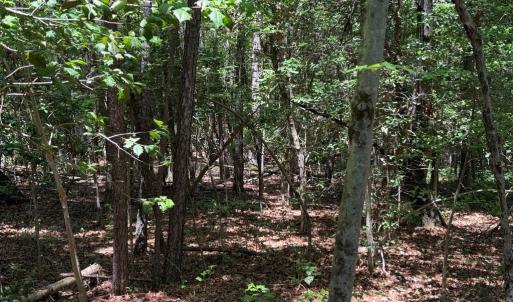 Wooded Acreage