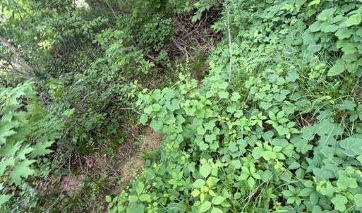Photo #5 of North Virginia Street, Farmville, VA 0.2 acres