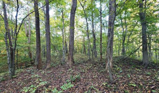 Photo #10 of River bottom Ln, Concord, VA 96.0 acres