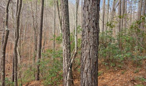 Photo #24 of River bottom Ln, Concord, VA 96.0 acres