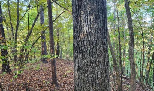 Photo #8 of River bottom Ln, Concord, VA 96.0 acres