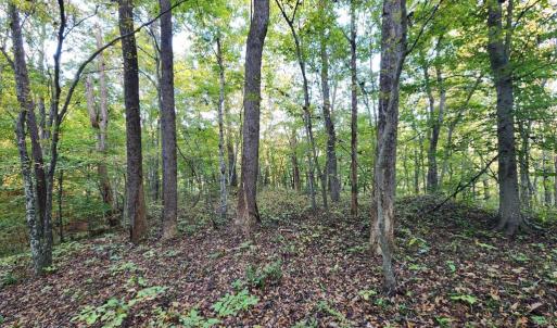 Photo #10 of River bottom Ln, Concord, VA 96.0 acres