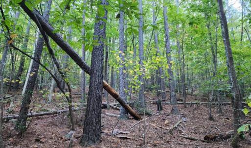 Photo #16 of River bottom Ln, Concord, VA 96.0 acres